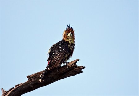 pivert - Wet Crested Barbet sitting on a branch to get dry in the sunshine Photographie de stock - Aubaine LD & Abonnement, Code: 400-04686111