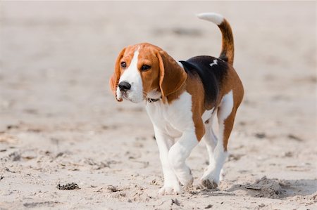 simsearch:400-06557689,k - Small dog, beagle puppy walking on the beach Photographie de stock - Aubaine LD & Abonnement, Code: 400-04686124