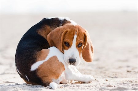 simsearch:400-06557689,k - Small dog, beagle puppy sitting and looking sad on sand Photographie de stock - Aubaine LD & Abonnement, Code: 400-04686125