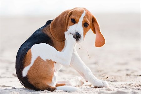 simsearch:400-06557689,k - Small dog, beagle puppy sitting and looking sad on sand Photographie de stock - Aubaine LD & Abonnement, Code: 400-04686126