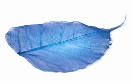 leaf isolated on white background Stock Photo - Budget Royalty-Free & Subscription, Code: 400-04686309