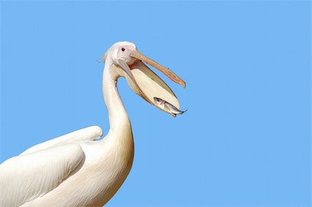 A Great white pelican (Pelecanus onocrotalus) eating a fish Fotografie stock - Microstock e Abbonamento, Codice: 400-04686478