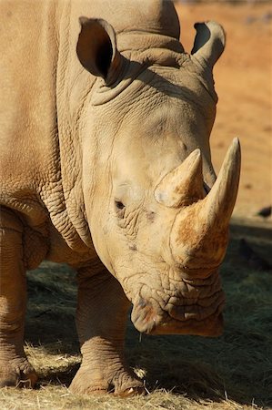 A White Rhinoceros Fotografie stock - Microstock e Abbonamento, Codice: 400-04686479