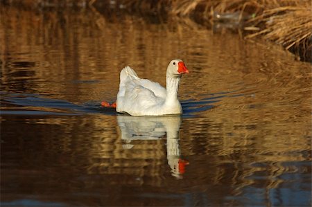 Goose swimming in a lake Fotografie stock - Microstock e Abbonamento, Codice: 400-04686481