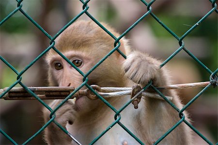 simsearch:400-04686662,k - photo of a wild cute monkey at the zoo Stock Photo - Budget Royalty-Free & Subscription, Code: 400-04686656
