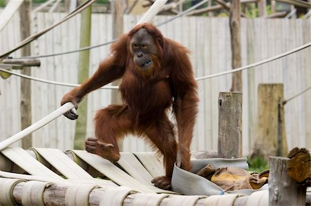 photo of a wild red cute orangutan monkey Foto de stock - Super Valor sin royalties y Suscripción, Código: 400-04686659