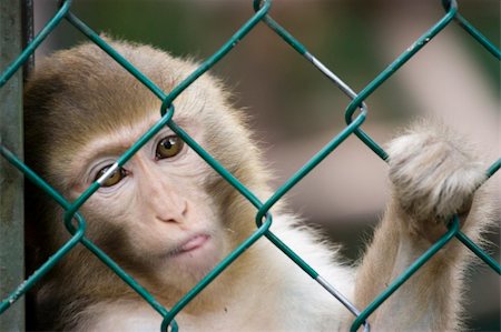 simsearch:400-04686637,k - photo of a wild cute monkey at the zoo Foto de stock - Super Valor sin royalties y Suscripción, Código: 400-04686651