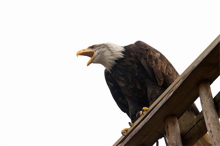 simsearch:400-04303674,k - Photo of an isolated majestic eagle Photographie de stock - Aubaine LD & Abonnement, Code: 400-04686664