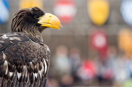 simsearch:400-04303674,k - Photo of a wild majestic eagle Photographie de stock - Aubaine LD & Abonnement, Code: 400-04686665