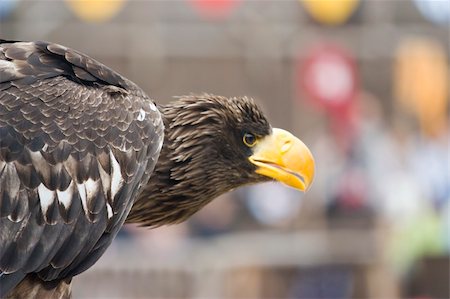 simsearch:400-04303674,k - Photo of a wild majestic eagle Photographie de stock - Aubaine LD & Abonnement, Code: 400-04686666