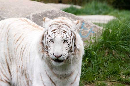 simsearch:400-03929353,k - Photo of a rare wild white tiger Stock Photo - Budget Royalty-Free & Subscription, Code: 400-04686672