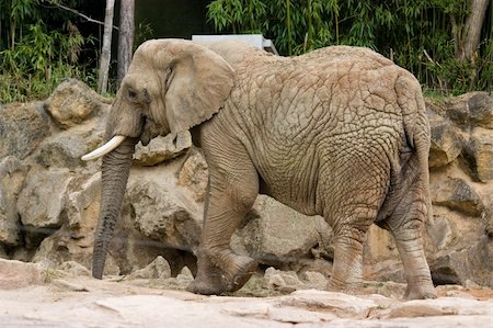 simsearch:400-04348140,k - photo of a big elephant in the park Foto de stock - Royalty-Free Super Valor e Assinatura, Número: 400-04686708