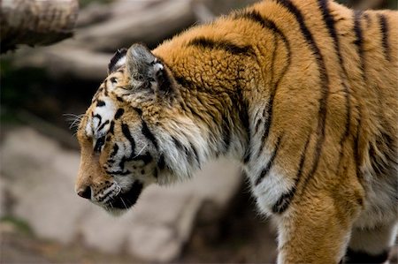 simsearch:400-03929353,k - A closeup photo of a wild big tiger Stock Photo - Budget Royalty-Free & Subscription, Code: 400-04686710