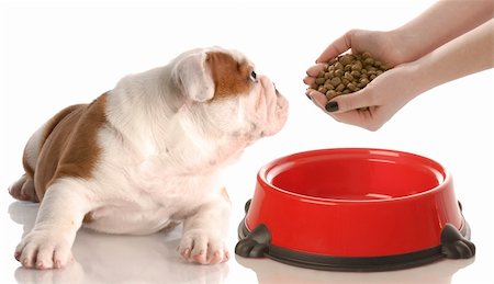 small to big dogs - nine week old red and white english bulldog puppy looking to the side Stock Photo - Budget Royalty-Free & Subscription, Code: 400-04687060