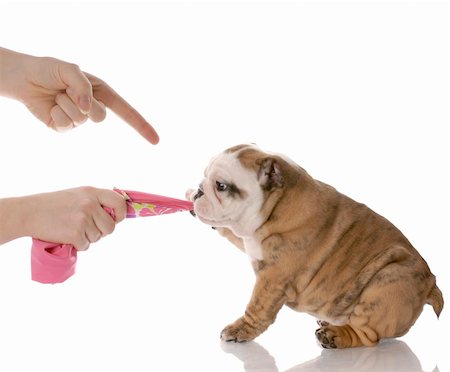 simsearch:400-08187913,k - person scolding puppy for tugging on fabric  - english bulldog nine weeks old Photographie de stock - Aubaine LD & Abonnement, Code: 400-04687061