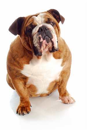 simsearch:400-04576043,k - female english bulldog sitting down with reflection on white background Stock Photo - Budget Royalty-Free & Subscription, Code: 400-04687063