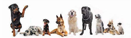 simsearch:400-07918901,k - cute  rottweiler say hello with his paw to a group of dog Stockbilder - Microstock & Abonnement, Bildnummer: 400-04687186