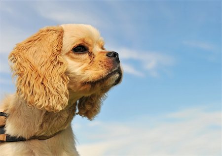 simsearch:400-06067706,k - portrait of a purebred puppy american coker in a blue sky Foto de stock - Super Valor sin royalties y Suscripción, Código: 400-04687189