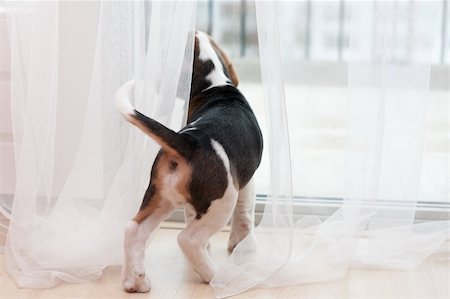 Young puppy of beagle at home. Looking at window Stock Photo - Budget Royalty-Free & Subscription, Code: 400-04687197