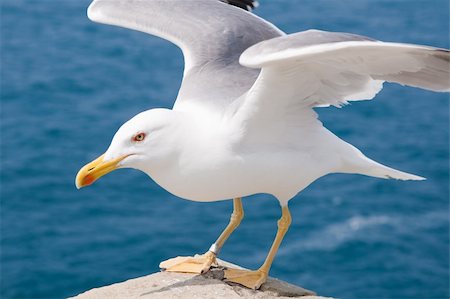simsearch:400-05893563,k - Seagulls are birds in the family Laridae Stock Photo - Budget Royalty-Free & Subscription, Code: 400-04687266