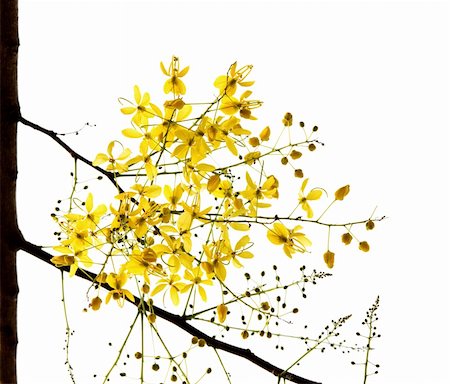 Blossom of the Golden Shower Tree isolated on white Photographie de stock - Aubaine LD & Abonnement, Code: 400-04687564