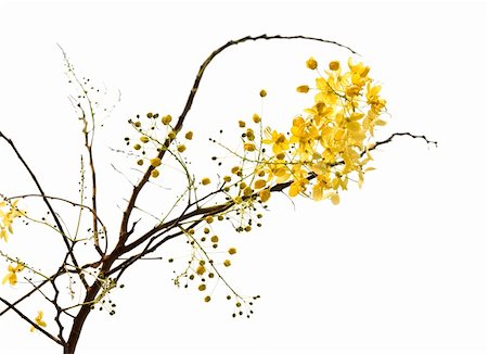 branch of blossom from the golden shower tree isolated with clipping path Photographie de stock - Aubaine LD & Abonnement, Code: 400-04687568
