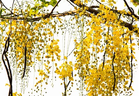 Golden Shower Tree National Tree of Thailand Photographie de stock - Aubaine LD & Abonnement, Code: 400-04687571