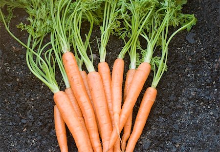 stockarch (artist) - a bunch of carrots complete with leaves on a soil backdrop Stock Photo - Budget Royalty-Free & Subscription, Code: 400-04688035