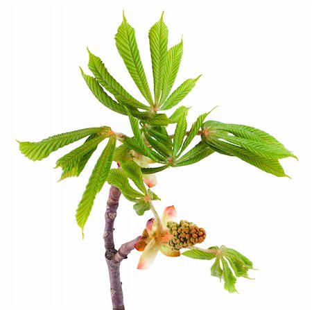 Chestnut flowers in the spring. Fotografie stock - Microstock e Abbonamento, Codice: 400-04688033