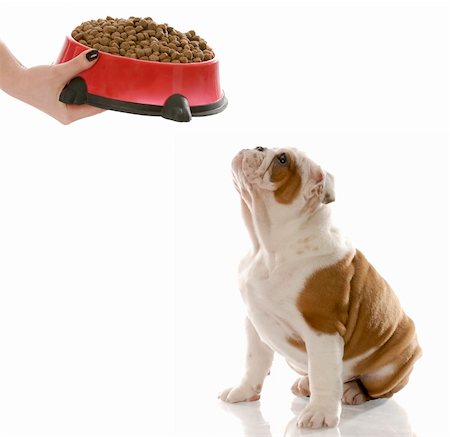 poco appetitoso - english bulldog puppy waiting to be fed Photographie de stock - Aubaine LD & Abonnement, Code: 400-04688200