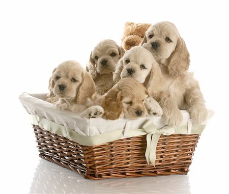 simsearch:400-08731392,k - litter of american cocker spaniel puppies in a basket with reflection on white background Stockbilder - Microstock & Abonnement, Bildnummer: 400-04688202