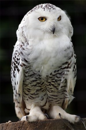 Portrait of a Snowy Owl Stock Photo - Budget Royalty-Free & Subscription, Code: 400-04688415