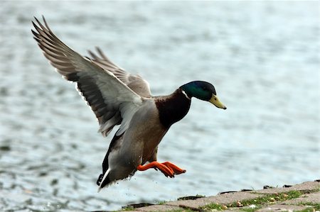 simsearch:400-04629635,k - A male Mallard Duck in flight Stock Photo - Budget Royalty-Free & Subscription, Code: 400-04688410
