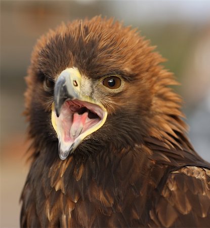simsearch:400-04705555,k - Portrait of a Golden Eagle Photographie de stock - Aubaine LD & Abonnement, Code: 400-04688594