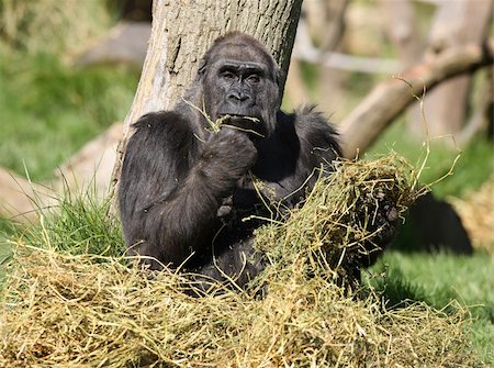 A female Gorilla eating Stock Photo - Budget Royalty-Free & Subscription, Code: 400-04688600