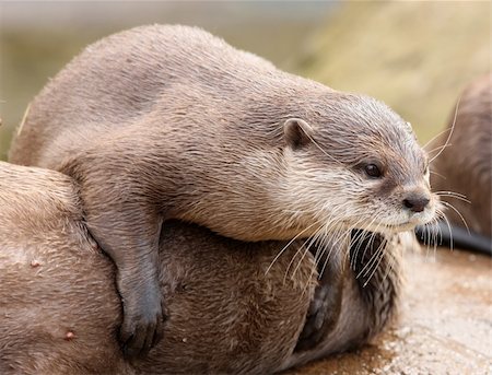 simsearch:400-04468919,k - Young Otter playing with mum Photographie de stock - Aubaine LD & Abonnement, Code: 400-04688602