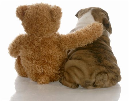 furry teddy bear - best friends - english bulldog puppy sitting beside bear Stock Photo - Budget Royalty-Free & Subscription, Code: 400-04688613