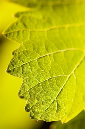 simsearch:632-02690346,k - Dramatically Lit Grape Leaf Details on the Vineyard. Stock Photo - Budget Royalty-Free & Subscription, Code: 400-04689024