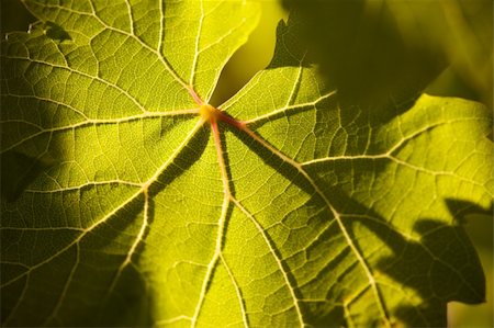 simsearch:632-02690346,k - Dramatically Lit Grape Leaf Details on the Vineyard. Stock Photo - Budget Royalty-Free & Subscription, Code: 400-04689025