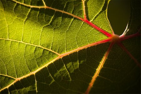 simsearch:632-02690346,k - Dramatically Lit Grape Leaf Details on the Vineyard. Stock Photo - Budget Royalty-Free & Subscription, Code: 400-04689026