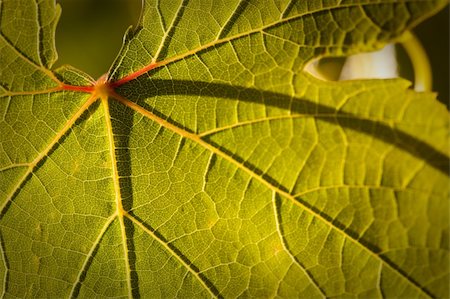simsearch:632-02690346,k - Dramatically Lit Grape Leaf Details on the Vineyard. Stock Photo - Budget Royalty-Free & Subscription, Code: 400-04689027