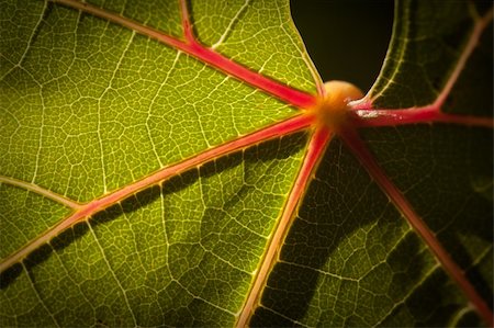 simsearch:632-02690346,k - Dramatically Lit Grape Leaf Details on the Vineyard. Stock Photo - Budget Royalty-Free & Subscription, Code: 400-04689028
