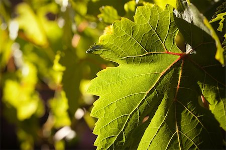 simsearch:632-02690346,k - Dramatically Lit Grape Leaf Details on the Vineyard. Stock Photo - Budget Royalty-Free & Subscription, Code: 400-04689029