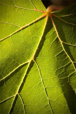 simsearch:632-02690346,k - Dramatically Lit Grape Leaf Details on the Vineyard. Stock Photo - Budget Royalty-Free & Subscription, Code: 400-04689021