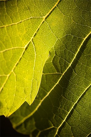 simsearch:632-02690346,k - Dramatically Lit Grape Leaf Details on the Vineyard. Stock Photo - Budget Royalty-Free & Subscription, Code: 400-04689022