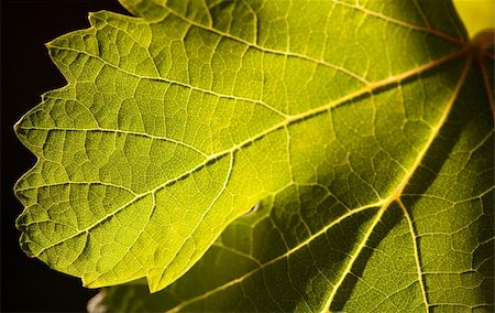 simsearch:632-02690346,k - Dramatically Lit Grape Leaf Details on the Vineyard. Stock Photo - Budget Royalty-Free & Subscription, Code: 400-04689023
