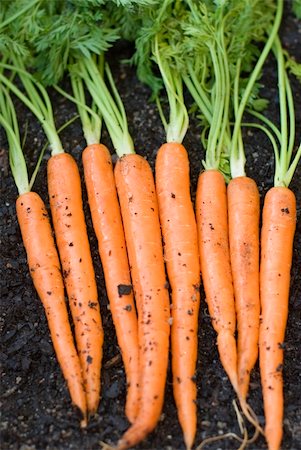 stockarch (artist) - a row of carrots fresh from the garden Foto de stock - Royalty-Free Super Valor e Assinatura, Número: 400-04689036