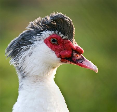 Moscovy Duck From A Free-range Farm Foto de stock - Super Valor sin royalties y Suscripción, Código: 400-04689352