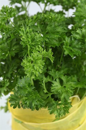 simsearch:400-05678242,k - Bouquet of fresh organic parsley and yellow ribbon Foto de stock - Super Valor sin royalties y Suscripción, Código: 400-04689631