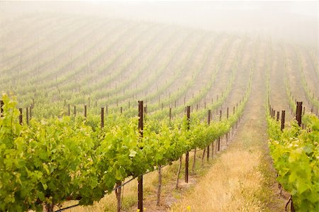 simsearch:632-02690346,k - Beautiful Lush Grape Vineyard In The Morning Mist and Sun with Room for Your Own Text. Stock Photo - Budget Royalty-Free & Subscription, Code: 400-04689734
